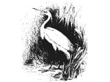 Little Golden Egret (Ardea russata), a possible translation of Heb. ANaPhaH, (Lev.11, Deut.14), sometimes translated Heron
